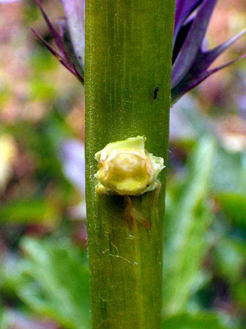 Acanthus mollis / Acanto comune, Branca orsina